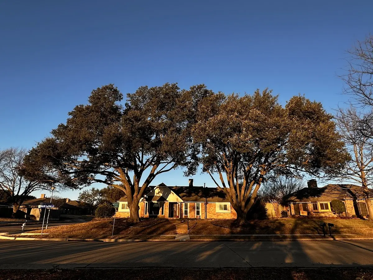 Established residential canopy tree shading a home in Loretto